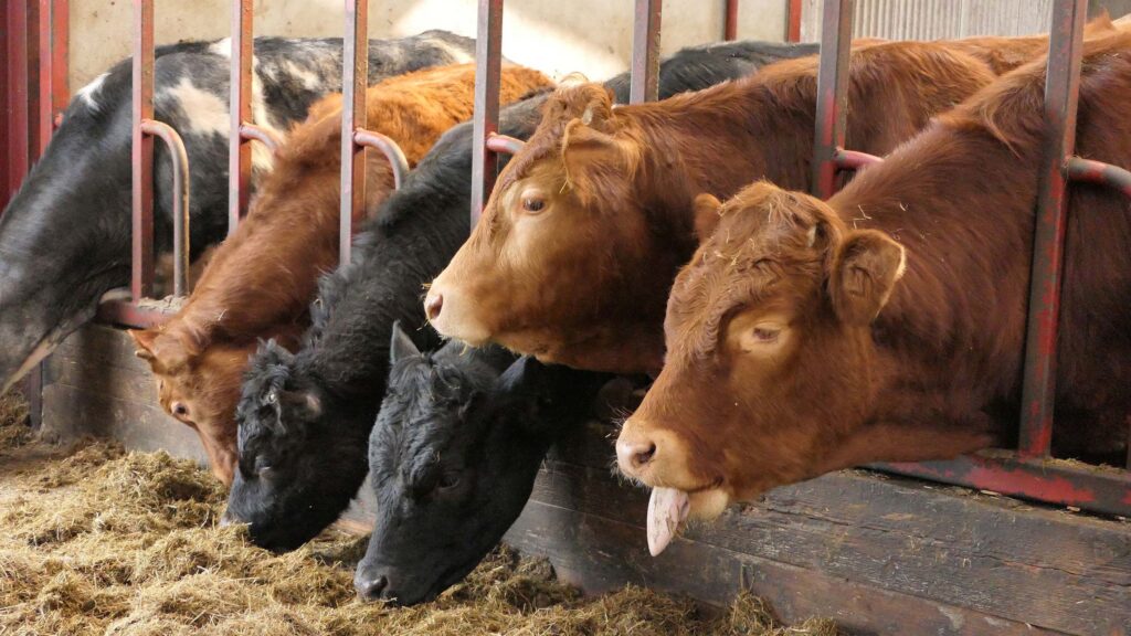 Bluetongue movement rules relaxed in Northern Ireland