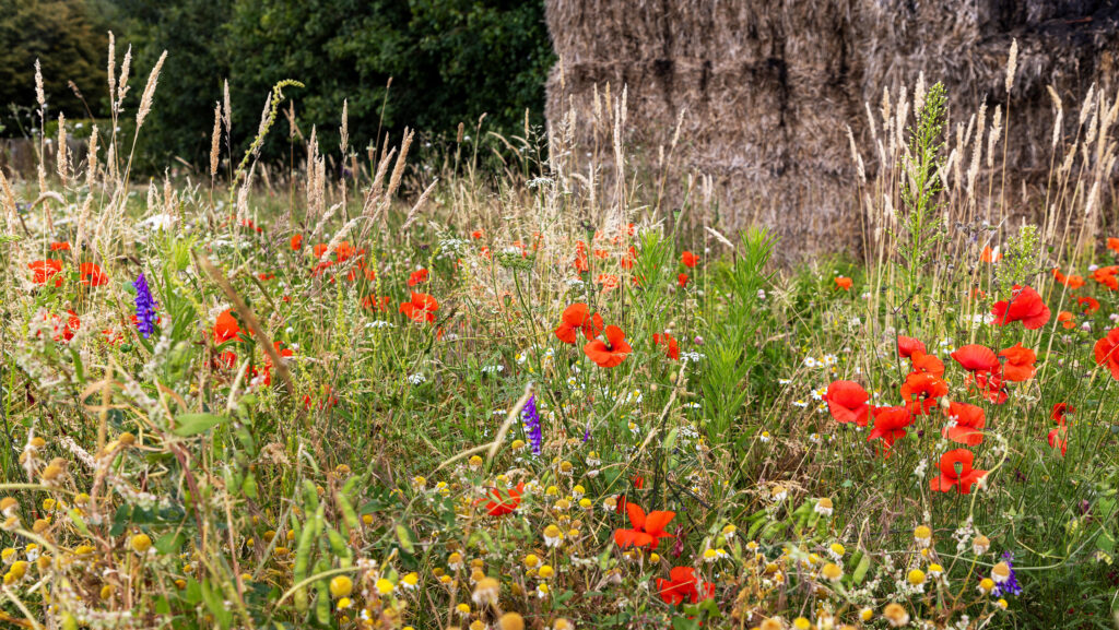 FW Podcast Ep 284: Battle to save biodiversity net gain