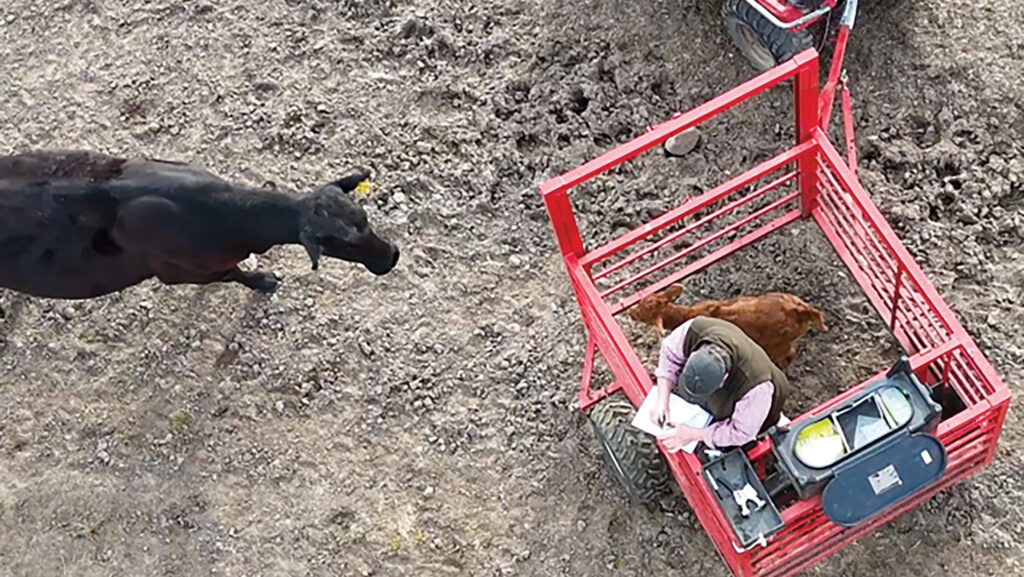 Aaron Scott's calf catcher © Aaron Scott