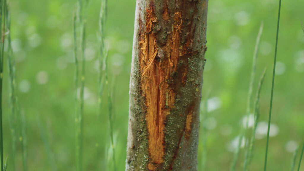 Tree trunk damaged by deer
