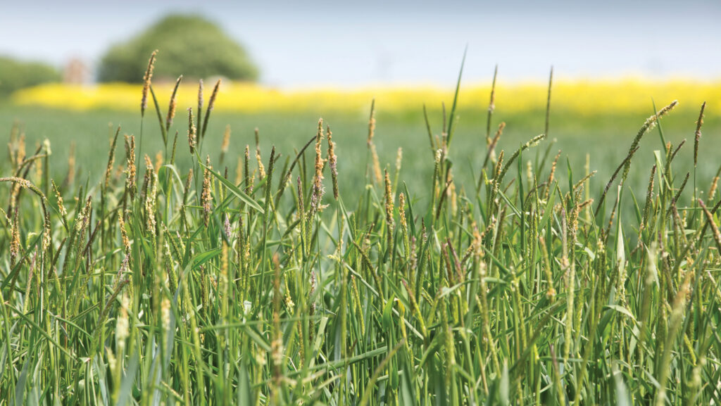 Wheat project examines effect of variety on weed suppression