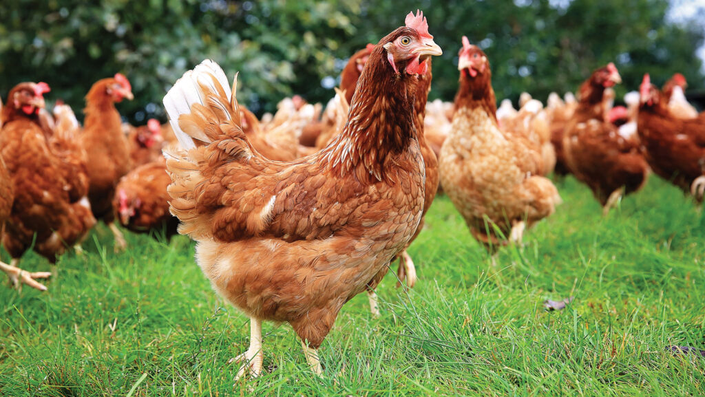 © Hendrix Genetics