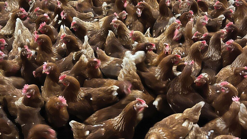 Laying hens in a free-range shed