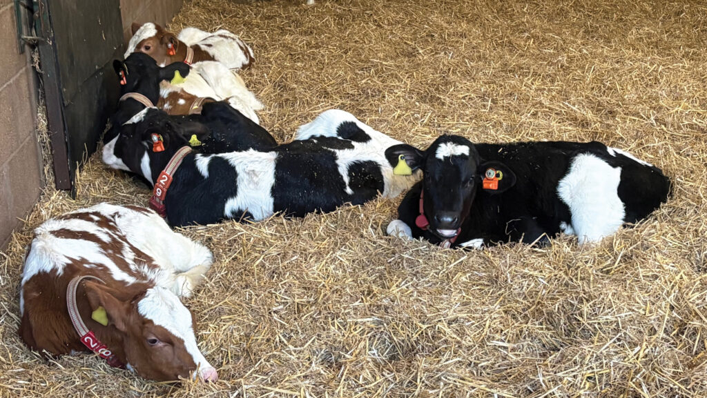 Calves with smart ear tags