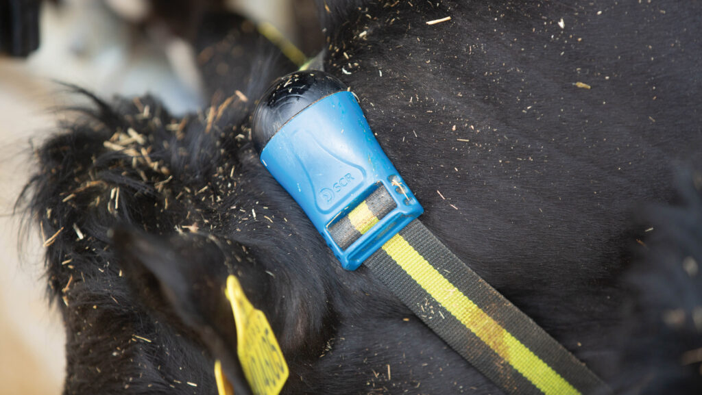 How integrated data systems could transform livestock farms