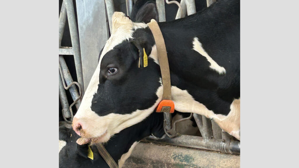 Cow wearing sensor collar at Grosvenor Farms
