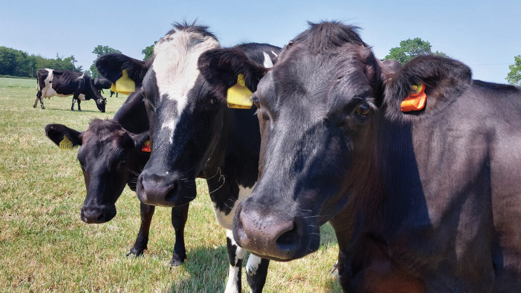 © MAG/Shirley Macmillan