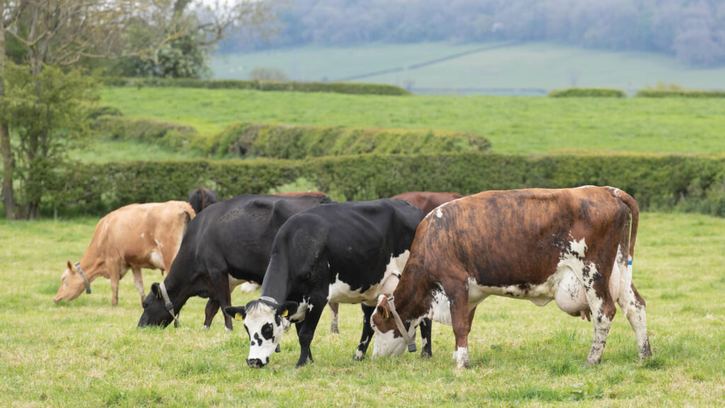 Cows grazing