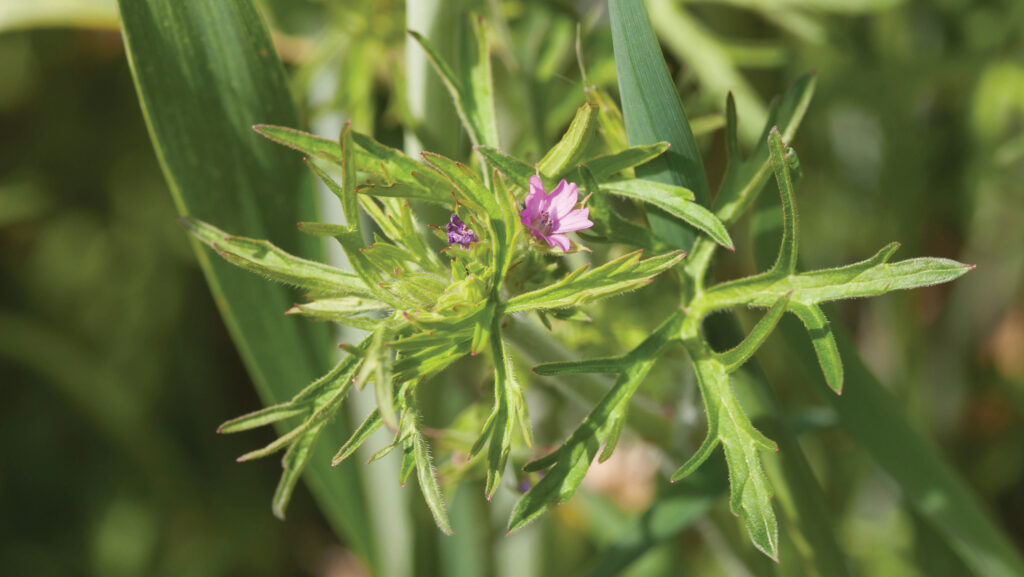 Cranesbill growing in wheat crop