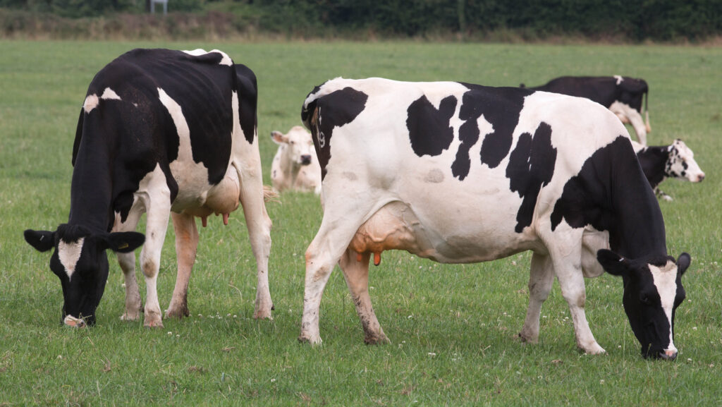 UK dairy markets find floor, but prices remain in decline