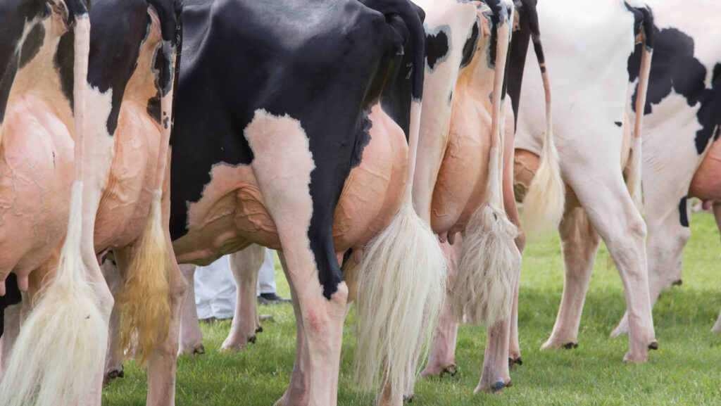 Dairy cows being shown
