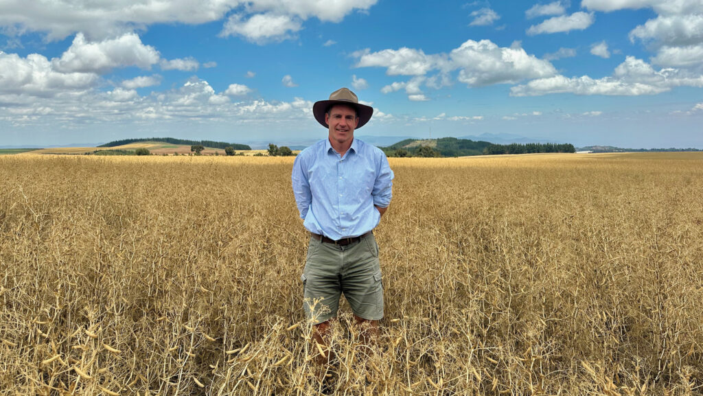 David Jones in pea field pre-harvest