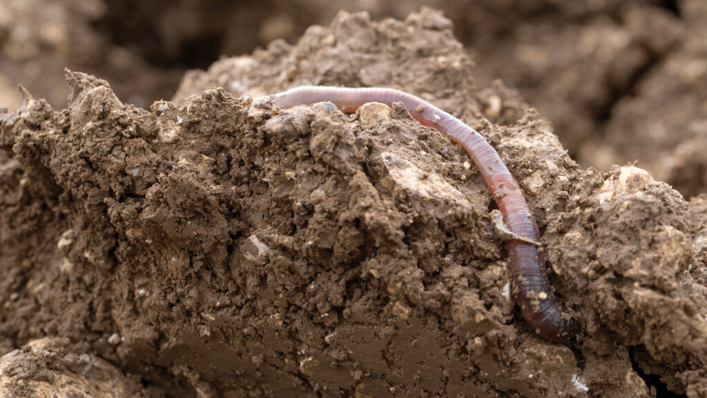 An earthworm