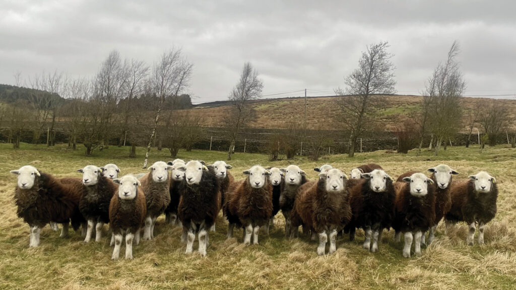 Alice Ferrar's Eshton Herwicks flock