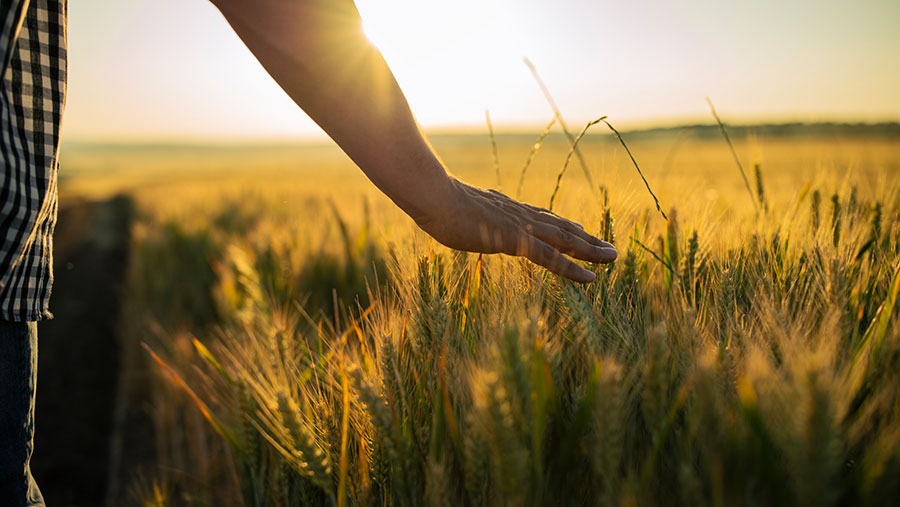 Hand outstretched on crops with sunset in background