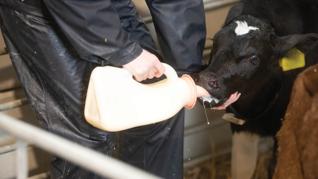 A dairy calf is given colostrum