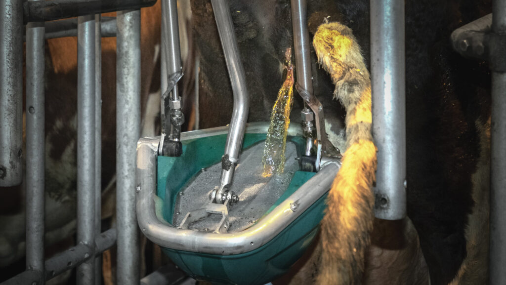 Hanskamp close-up of cow urinating in CowToilet