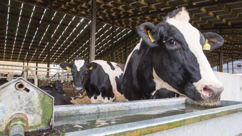Water does not stay clean and palatable unless troughs are emptied and cleaned weekly © Tim Scrivener