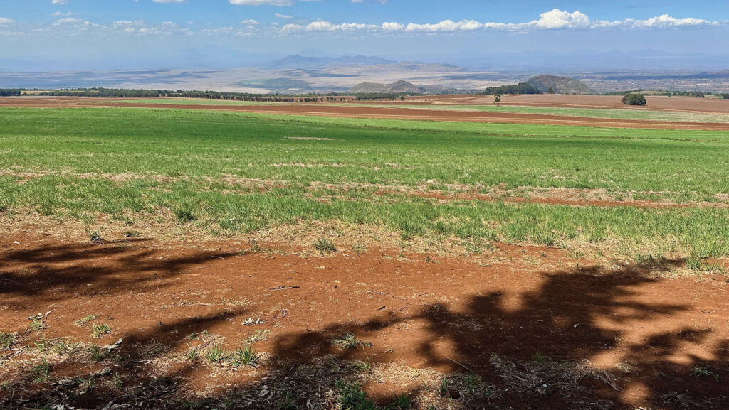 Landscape with wheat in foreground