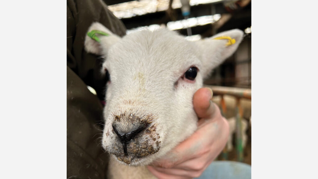 Lamb infected with orf virus