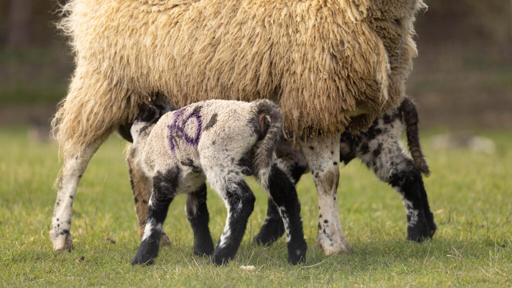 This Week in Farming: Numb lambs, smart tags and tractor woe