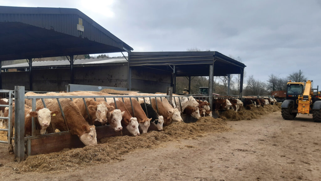 Beef cattle at a feed rail