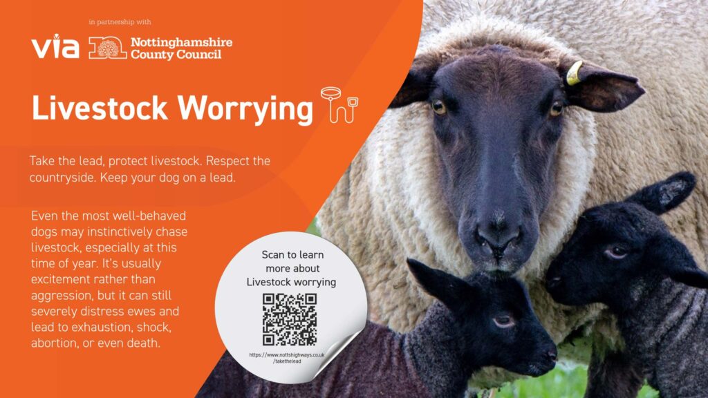 Graphic giving information about sheep worrying