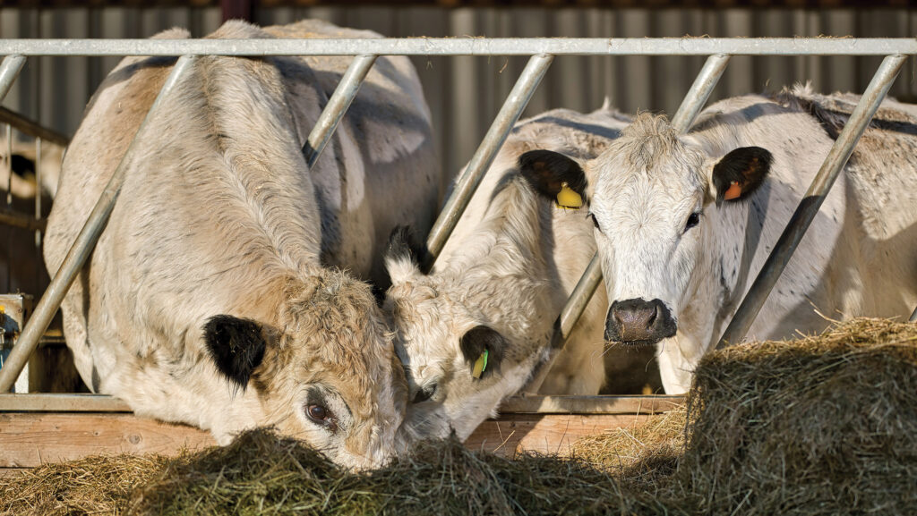 British White cross Hereford cattle