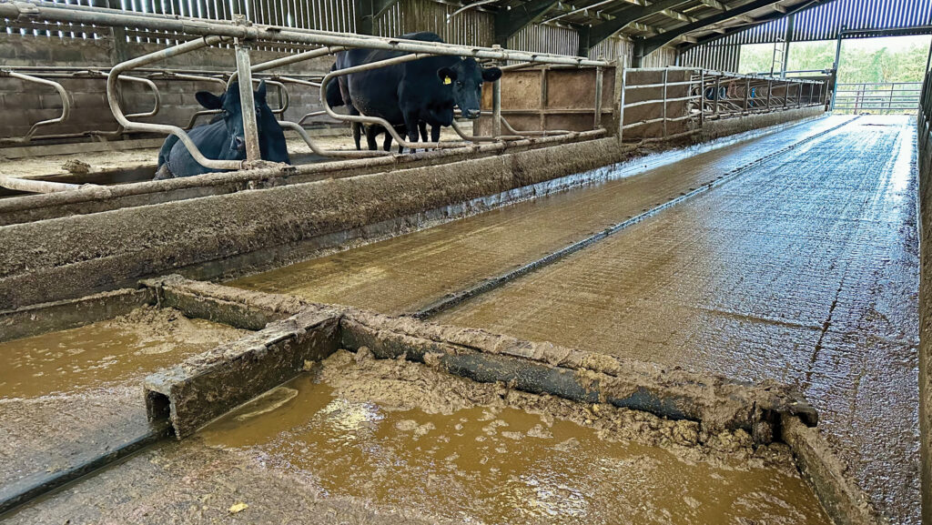 Automated slurry
scraper in cubicle shed