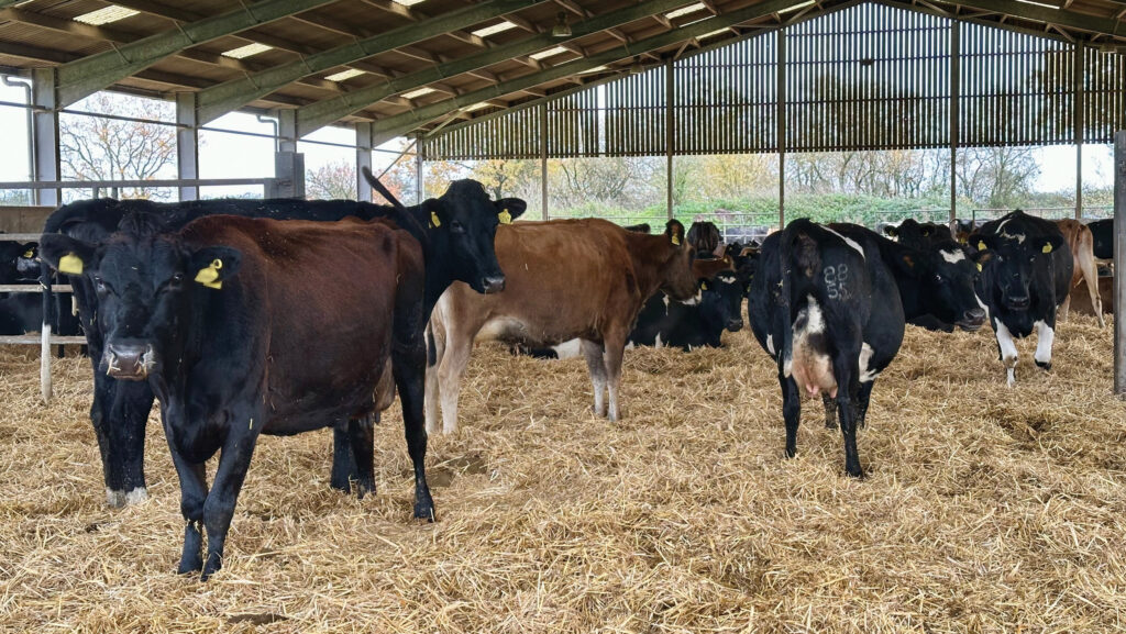The straw yard has capacity for 200 milkers