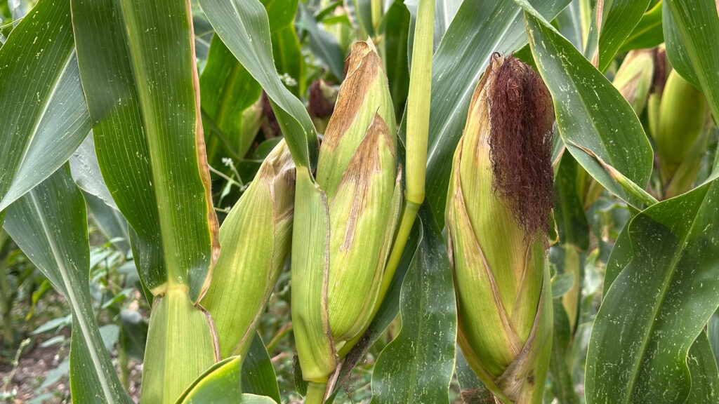Maize cobs