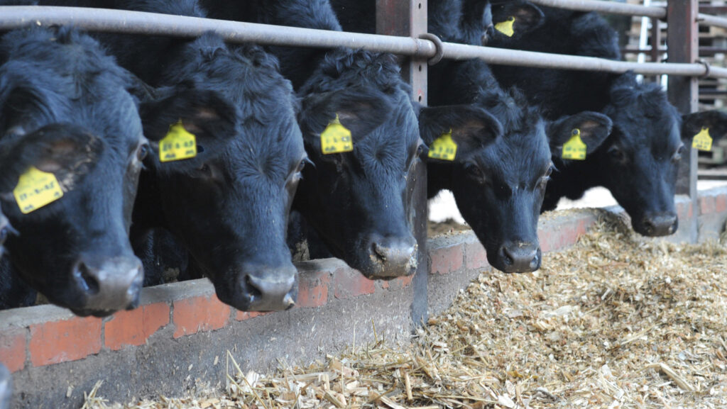 Nigel Bowyer's store cattle © Debbie James