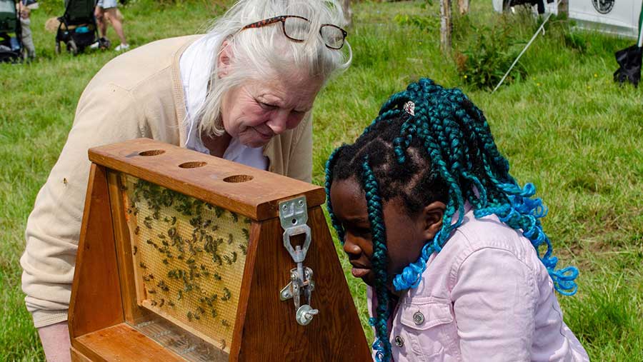 Springwater Farm bees