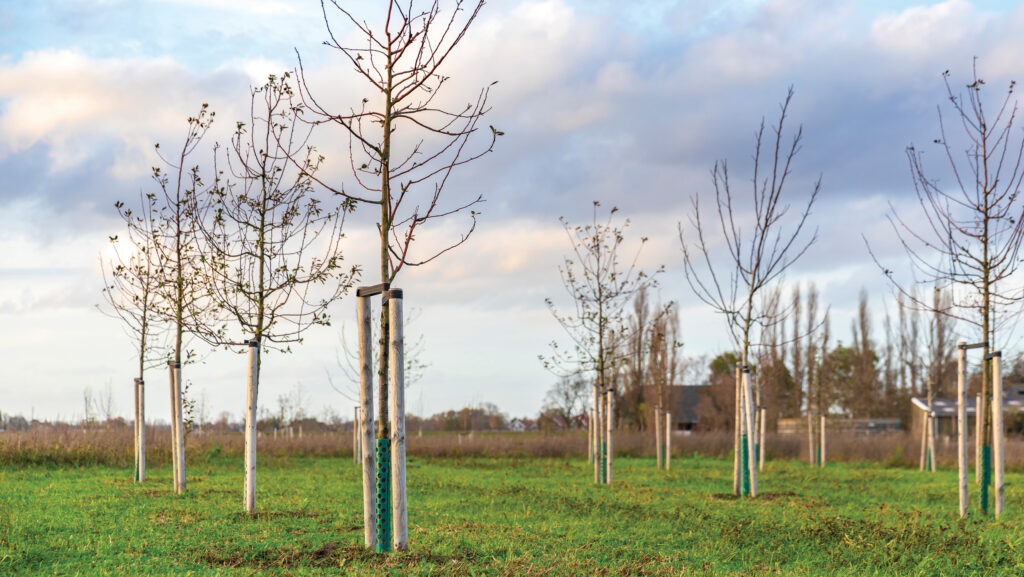 Young trees on farmalnd