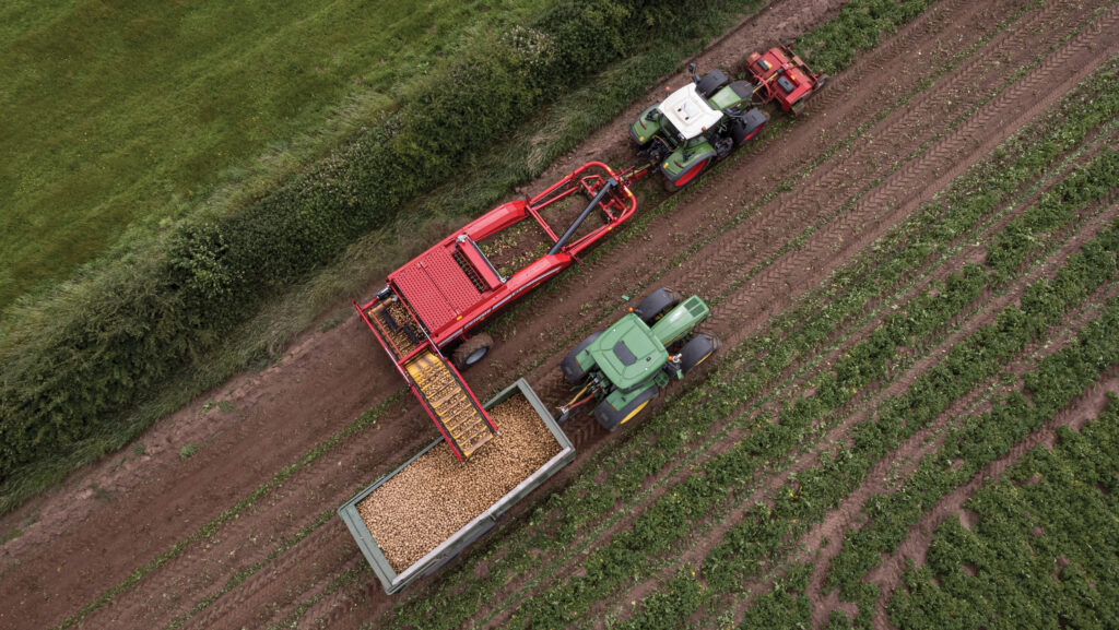 Potato harvesting