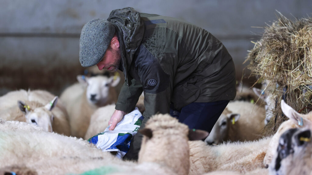 Prince of Wales feeding the Bowlers' sheep © Kensington Palace
