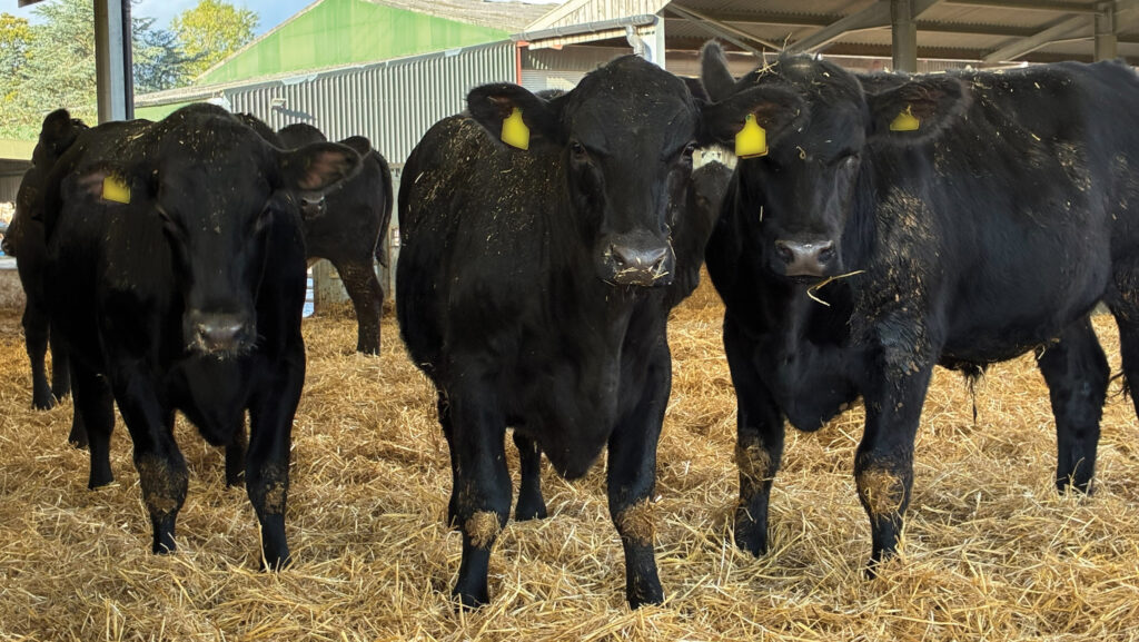 Steers in a straw yard