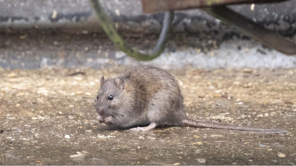 Farmers warned to check sheds for rat nests