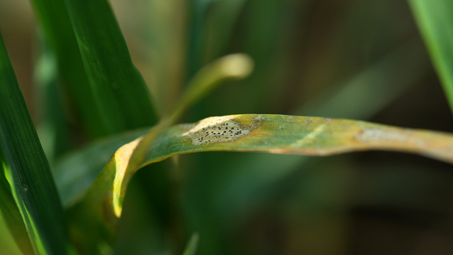Why farmers should look to broad-spectrum Ascra this season