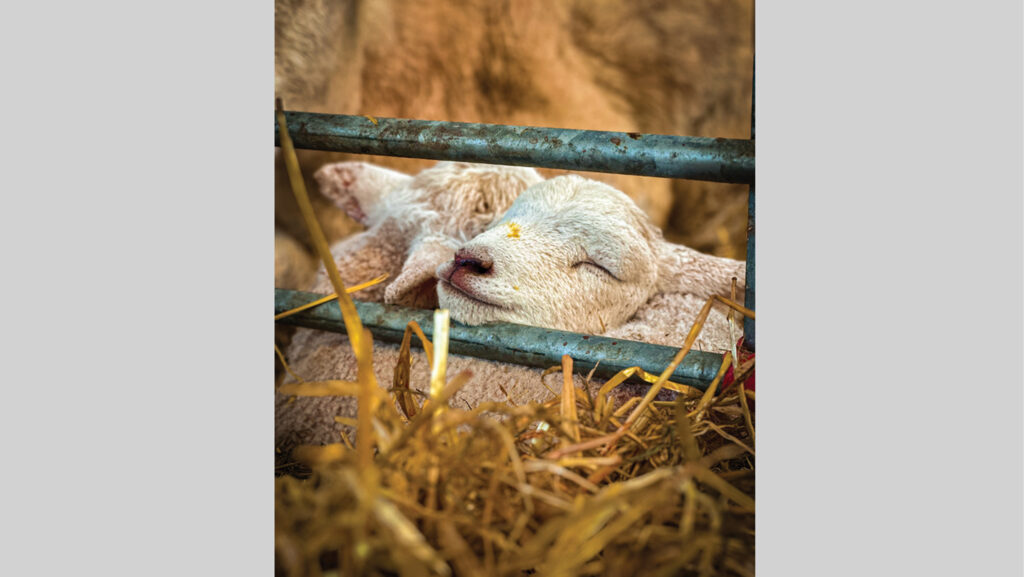 Two lambs sleeping on straw