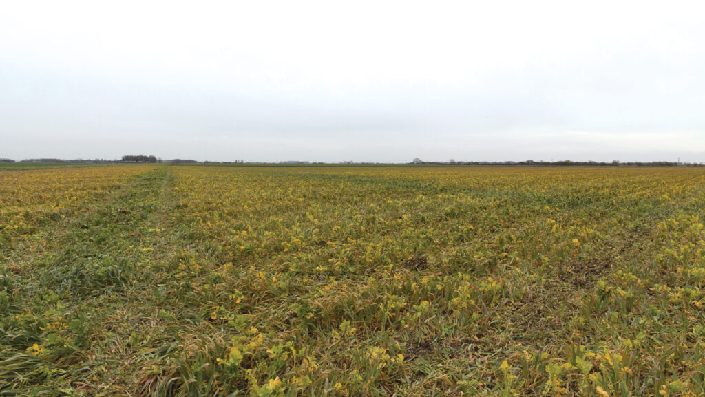 Sprayed off cover crop