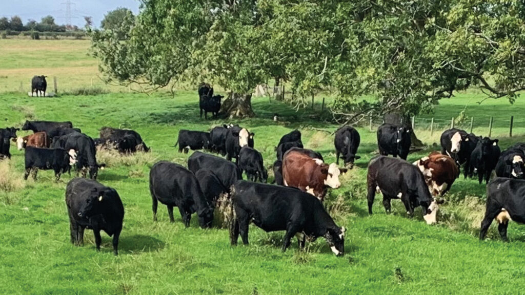 How farming brothers are preparing for business succession