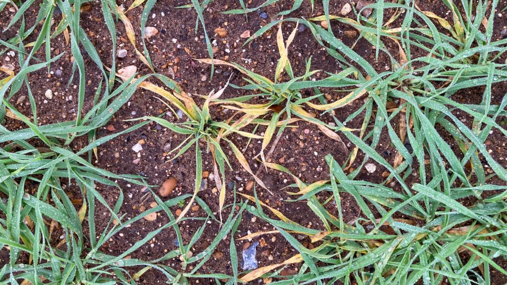 Wheat dwarf virus widespread in UK, finds survey