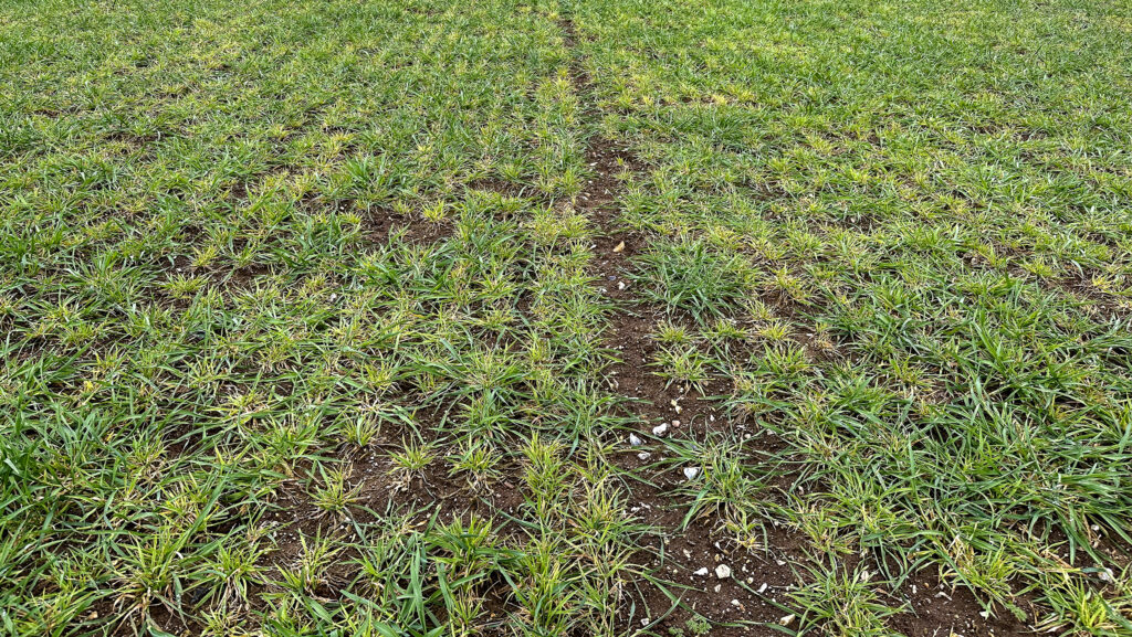 Wheat dwarf virus symptoms in barley in March