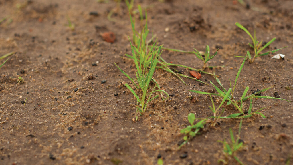 Weed control in spring
