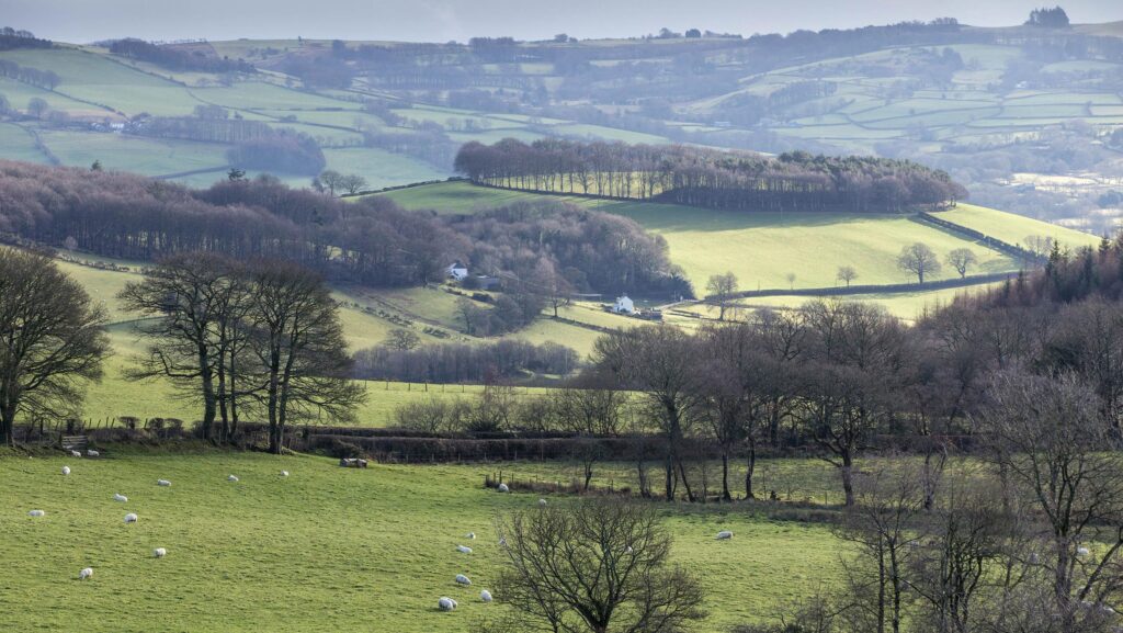 Welsh SFS launches as farmers weigh up options