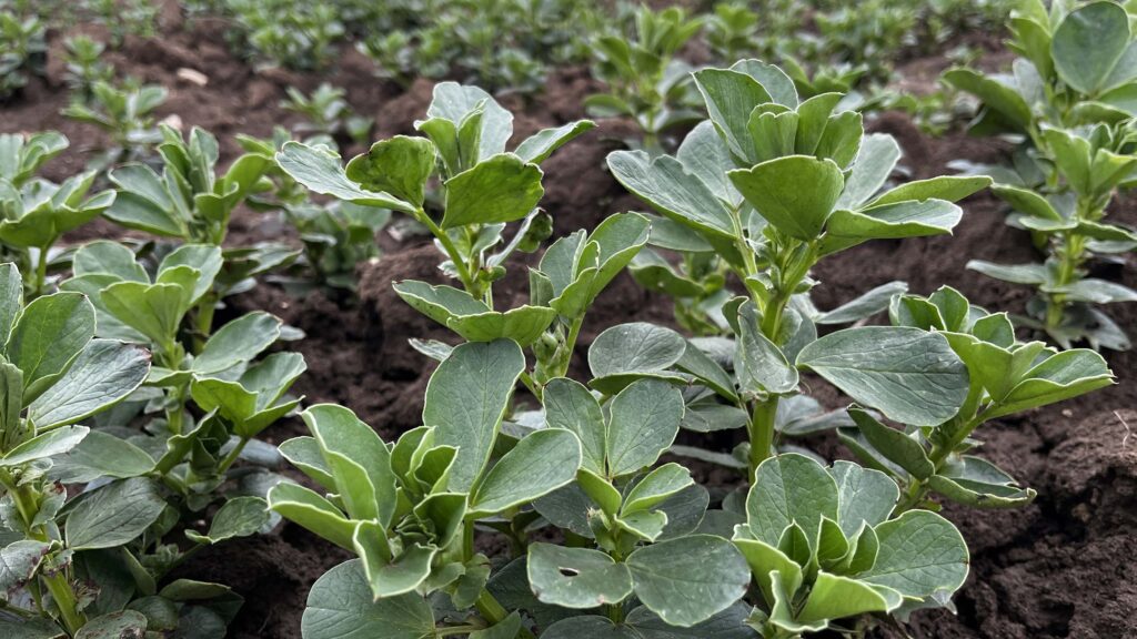 Young faba bean crop