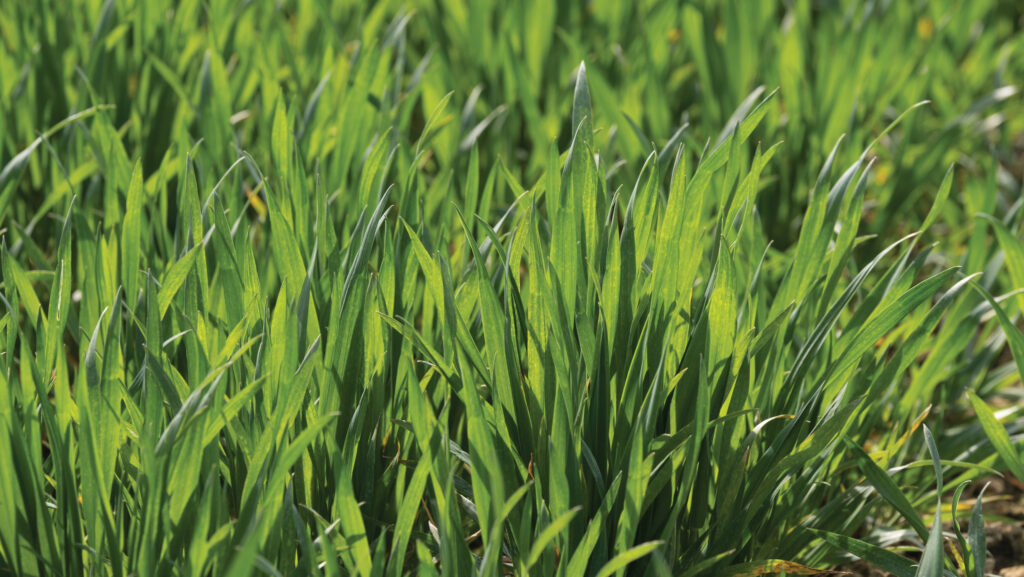 Young winter wheat plants