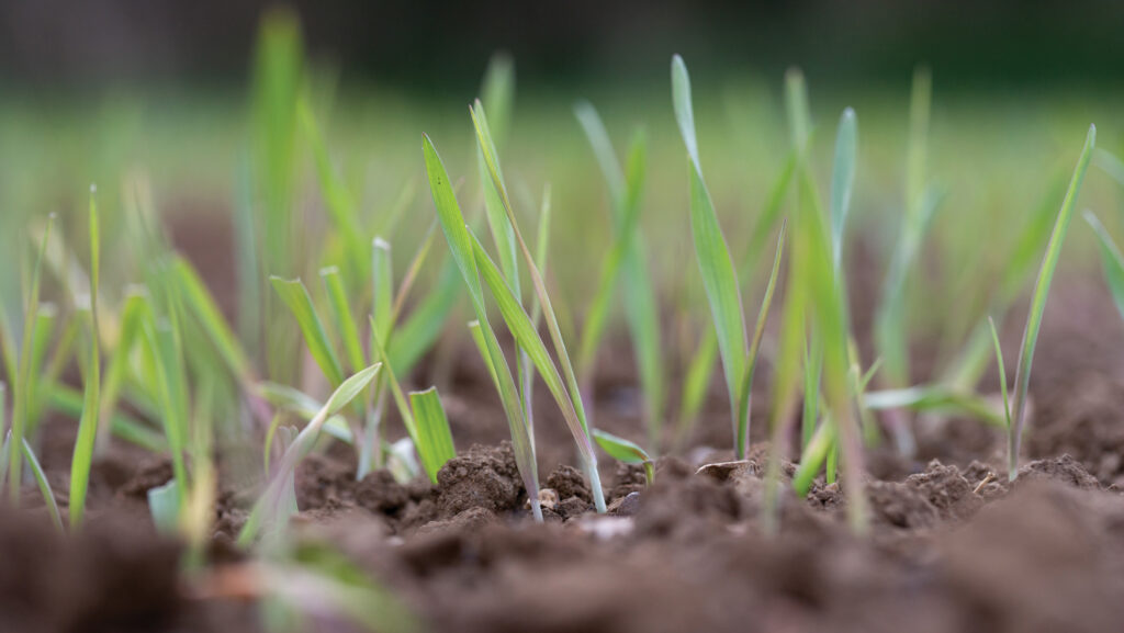 Advice on protecting grass reseeds with nurse crops