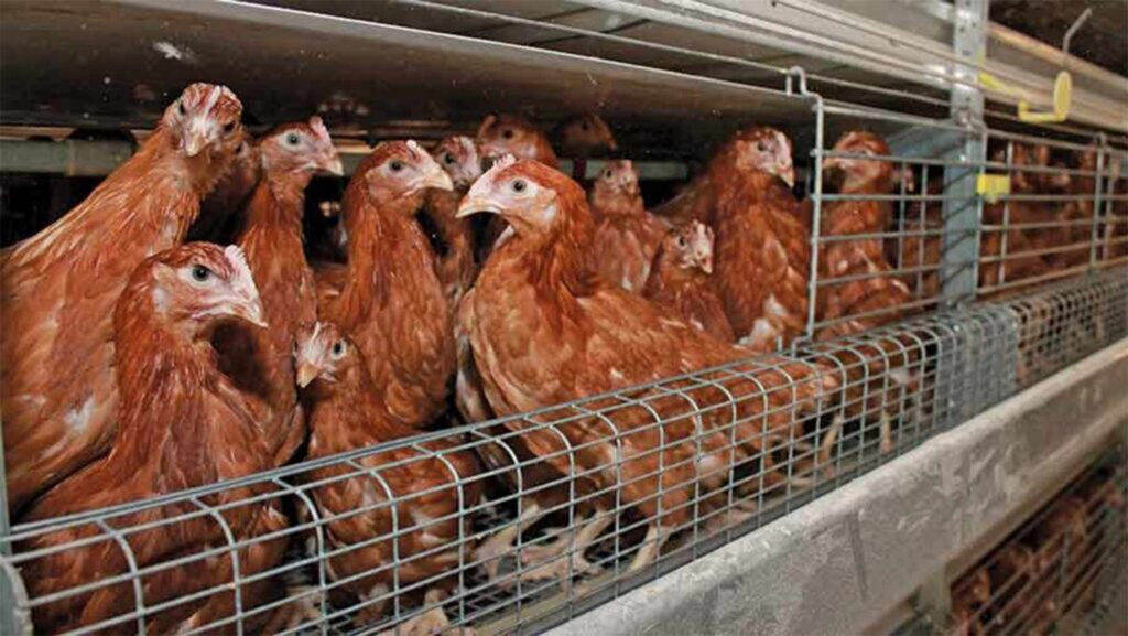 © MAG/Philip Clarke